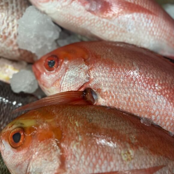 WhatsApp Image 2025 05 22 at 3.35.45 PM 3 580x580