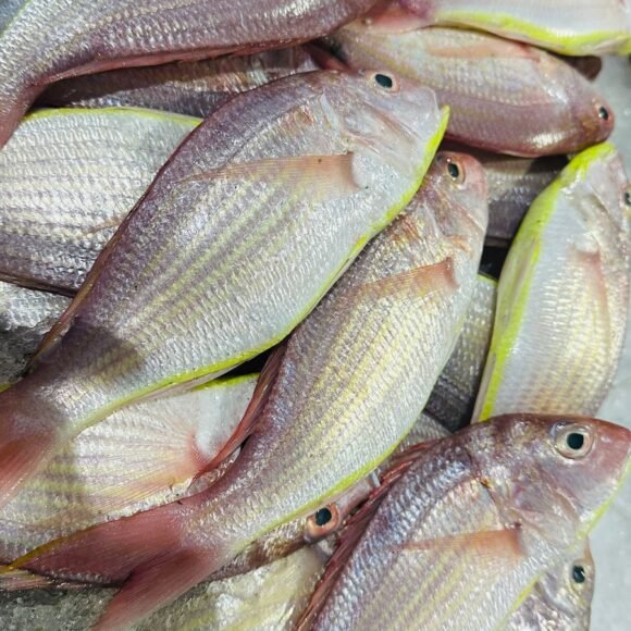 WhatsApp Image 2025 05 22 at 3.35.45 PM 6 580x580