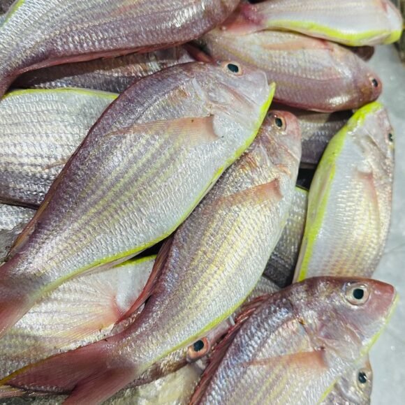 WhatsApp Image 2025 05 22 at 3.35.45 PM 7 580x580