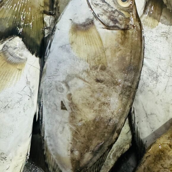 WhatsApp Image 2025 05 22 at 3.35.46 PM 1 580x580