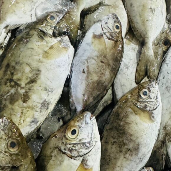 WhatsApp Image 2025 05 22 at 3.35.46 PM 3 580x580