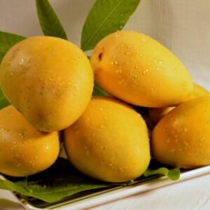 Bombay Badami Mango's - Box - 3-4Kg