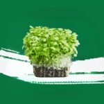 Green Mustard Microgreen