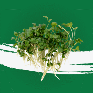 Broccoli Microgreen