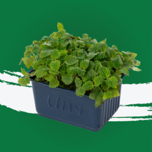 Lemon Balm Microgreen