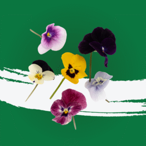 Mixed Viola