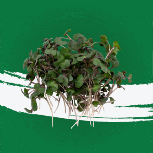 Red Cabbage Microgreen