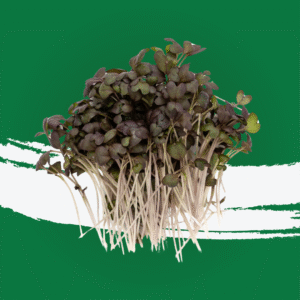 Red Mustard Microgreen