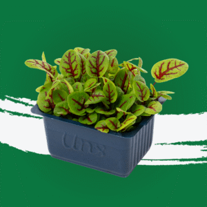Red Veined Sorrel Microgreen
