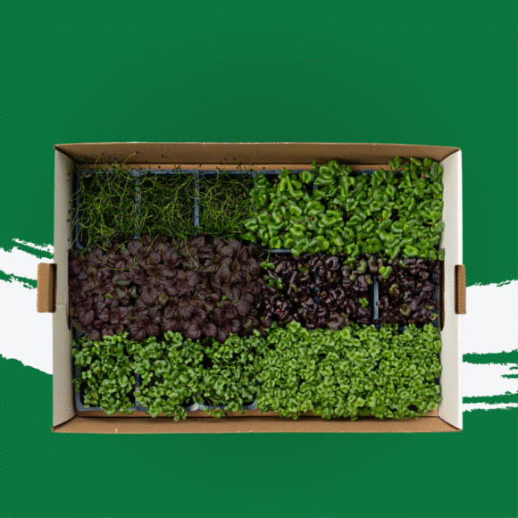 UNS Sakura Microgreen Mix 580x580