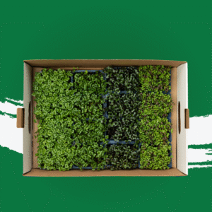 Samurai Microgreen Mix