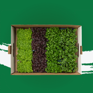 Sisho Microgreen Mix