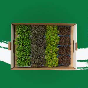 Spicy Microgreen Mix
